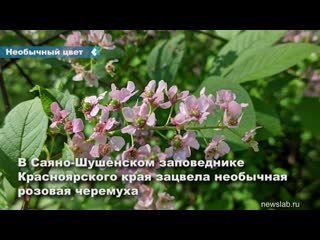 in the south of the krasnoyarsk territory, bird cherry blossomed pink