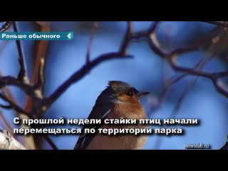 in the south of the krasnoyarsk territory, migratory birds returned from wintering earlier than usual