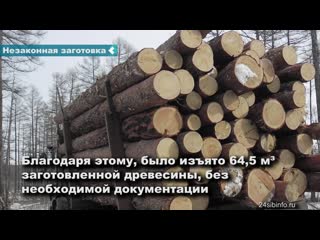 two officials held accountable for illegal logging in achinsk