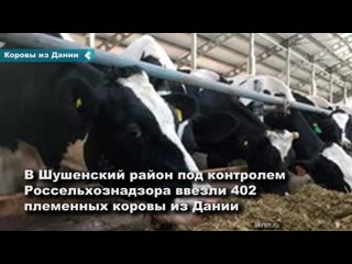 elite cows will now live in the krasnoyarsk territory