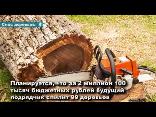 in achinsk, more than two million rubles will be spent on the demolition of old trees