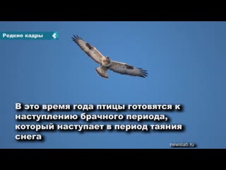 photographer captures synchronized flight of mating buzzards in shushensky bor