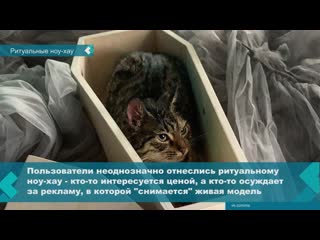 in moscow began to sell coffins for cats