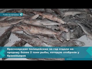 krasnoyarsk police agreed with the federal property management agency to sell fish seized from poachers