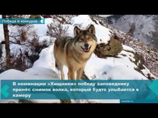 a picture of a "smiling wolf" brought victory in the competition to the sayano-shushensky reserve