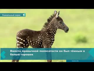 a foal with a unique color was born in kenya