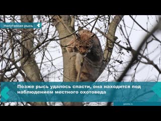 in karelia, a frightened lynx was removed from a tree