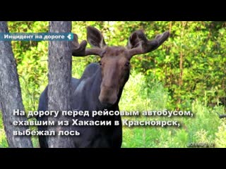 a bus from khakassia hit a moose on the achinsk-krasnoyarsk highway