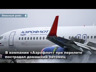 aeroflot's dog was injured during the flight