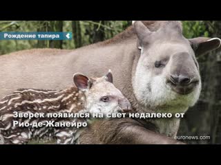 tapir born in brazil for the first time in 100 years