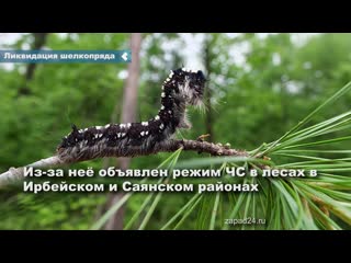 in may, the eradication of the siberian silkworm in the krasnoyarsk territory will begin