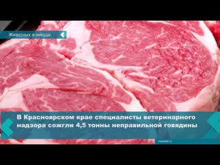 in the krasnoyarsk territory, 4 5 tons of meat were fucked and destroyed because it did not pass the necessary sanitary check