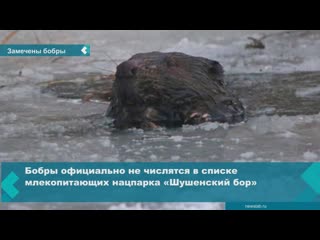 for the first time in 4 years, a beaver was seen and captured in shushensky bor