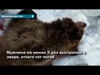 a resident of the achinsk region shot a bear that came out of hibernation