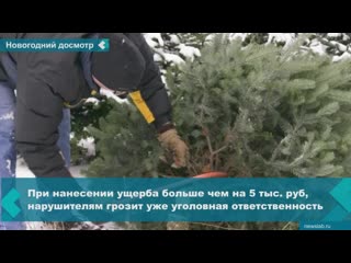 on the eve of the new year holidays in the territory of the krasnoyarsk territory, the traffic police will inspect vehicles for fir trees