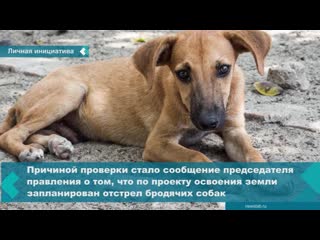 in the nizhneingashsky district, the hunter wanted to start shooting stray dogs