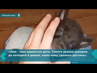 a guy from yekaterinburg founded a shelter for wolves affected by human hands