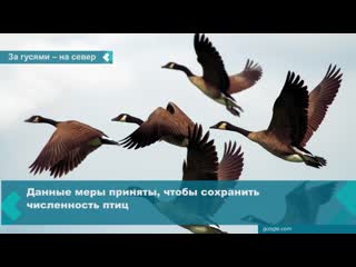 hunting for wild geese is prohibited in the krasnoyarsk territory, excluding the northern territories of the region