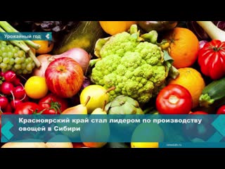 krasnoyarsk territory became the leader in the production of vegetables in siberia