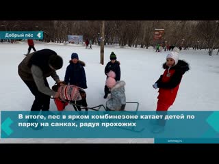 achinsk teens ride a dog in victory park