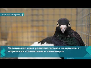 an exclusive exhibition of decorative pigeons comes to achinsk