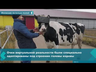 an experiment was conducted on a farm near moscow: they put virtual reality glasses on cows and showed them green fields