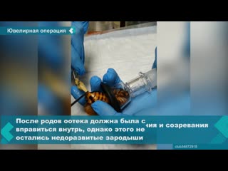 russian veterinarians saved the life of a cockroach in krasnoyarsk