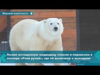 a photo with a polar bear in norilsk entered the top-100 photos of the outgoing year