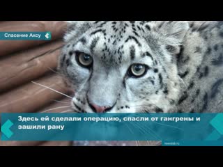 snow leopard injured from trap rescued in swarm creek