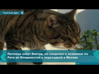 because of a fat cat, a man was not allowed on a plane in moscow