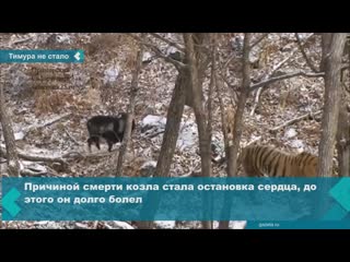 goat timur died after a long illness in the primorsky safari park