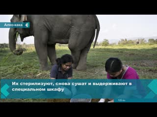 south african couple offering elephant dung gin