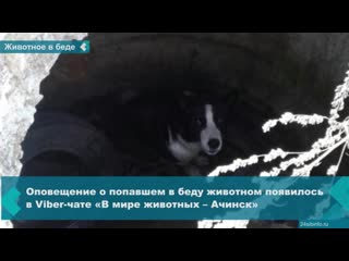 achinsk rescued the dog