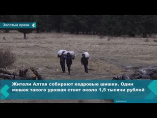 residents of altai earn money for cars and apartments by collecting pine nuts and cones