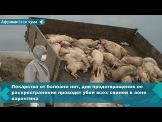 outbreak of african swine fever in the amur region