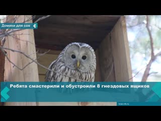 new houses for owls appeared in shushensky bor