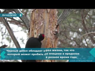 in the shushensky bor national park, workers were lucky to photograph a black woodpecker