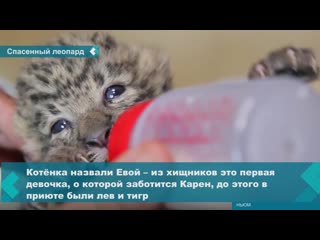 veterinarian karen dallakyan rescued a newborn leopard cub