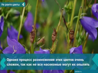 the bellflower season has begun. employees of the national park "shushensky bor" urge residents of the region not to pick flowers