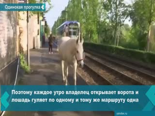 in a german city every morning you can watch an interesting picture - a walk of a lone horse