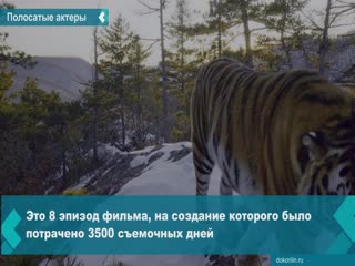 amur tigers starred in the forest series of our planet series