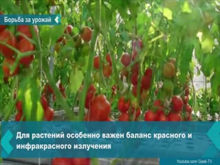 krasnoyarsk scientists figured out how to increase plant productivity