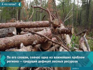 russia may be left without a forest in 15 years