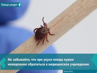 the activity of tick-borne infections is decreasing in the region