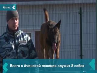 achinsk schoolchildren were shown how service dogs live and work