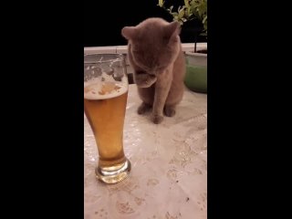 drinking cat - grief in the family